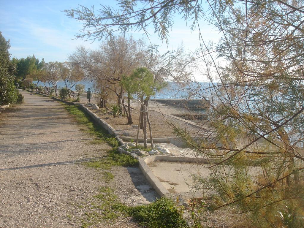 Laurus I *